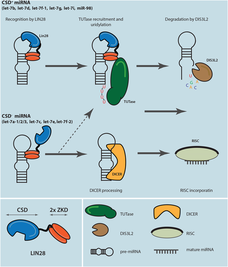 Figure 4: