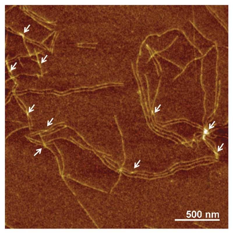 Fig. 10