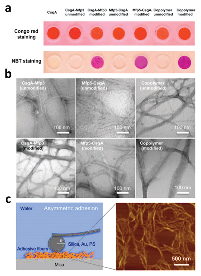 Fig. 25