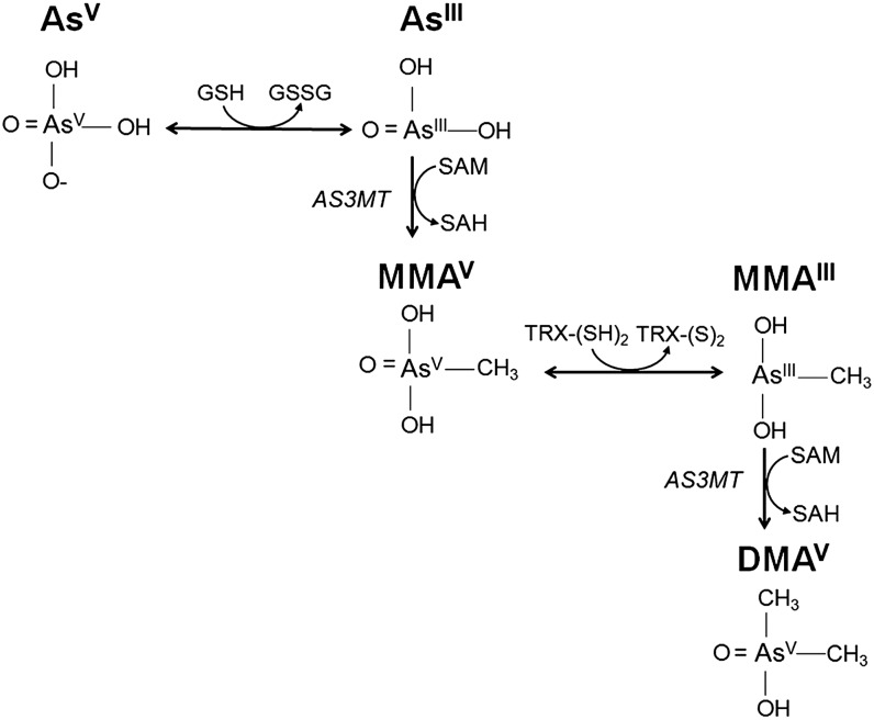 FIGURE 1