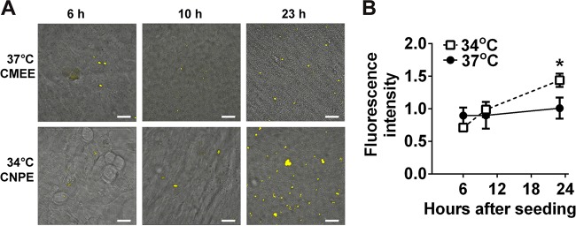 FIG 6