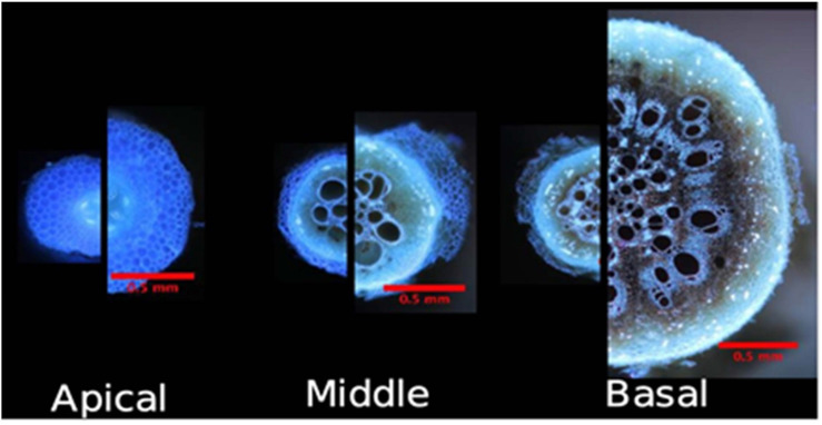 FIGURE 4