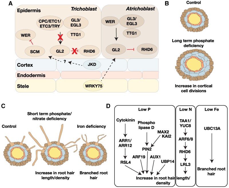 Figure 2.