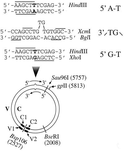 FIG. 1.