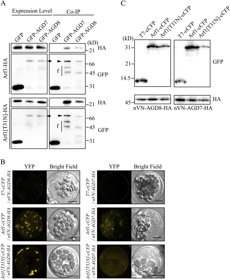 Figure 6.