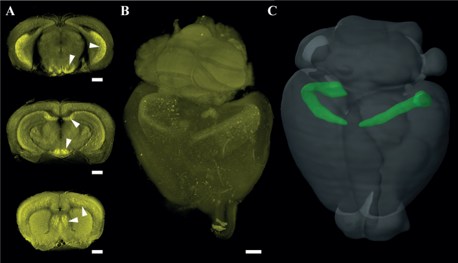 Fig. 5