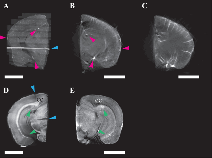 Fig. 6