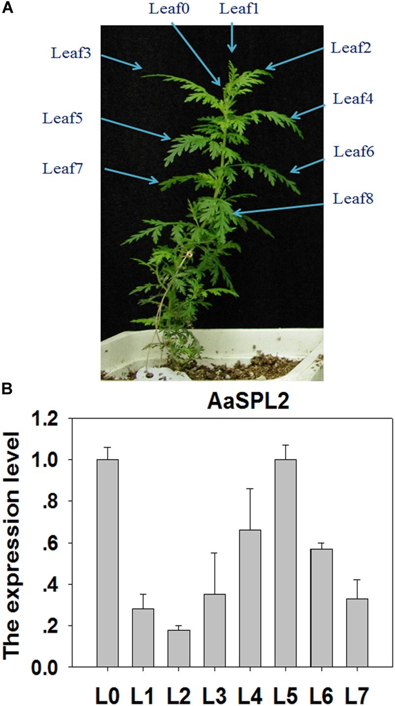 FIGURE 3