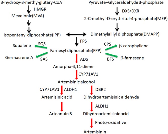 FIGURE 1