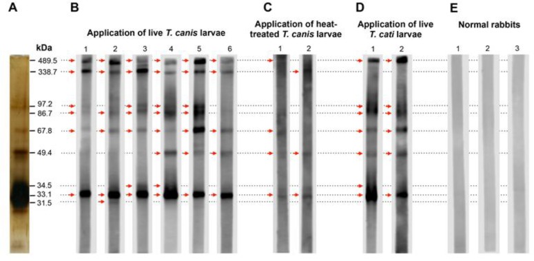 Fig. 7: