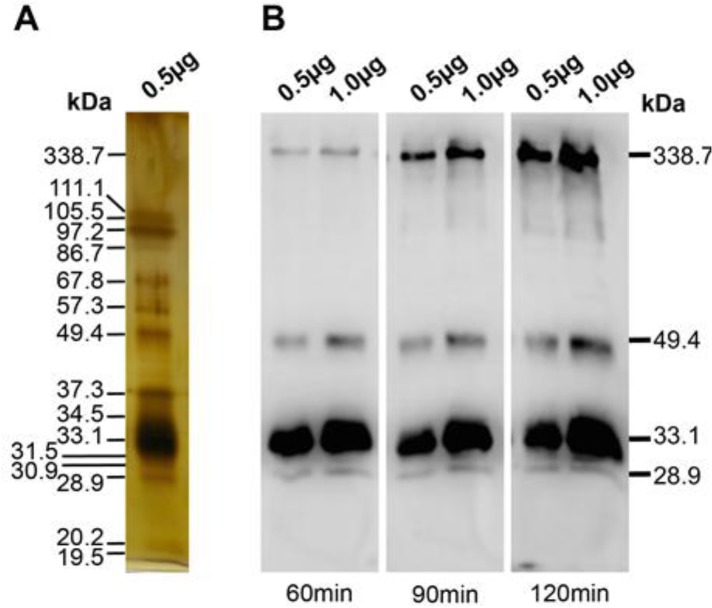 Fig. 4: