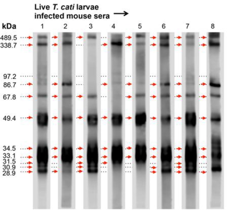 Fig. 6: