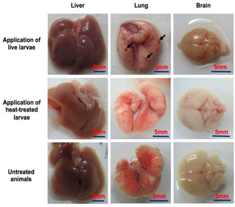 Fig. 2: