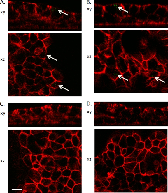 FIG. 3.