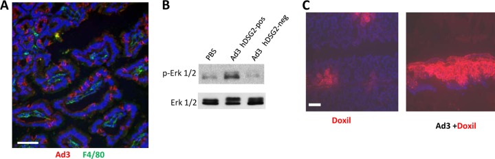 Fig 9