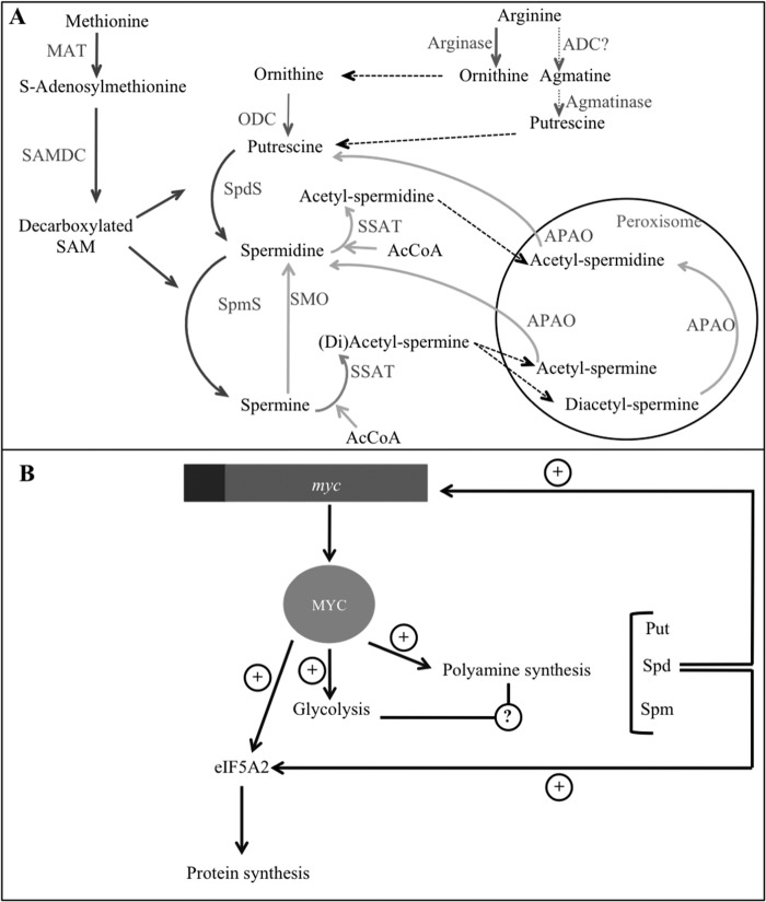 FIGURE 1.