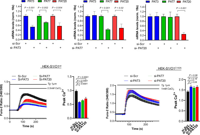 Figure 4—figure supplement 1.