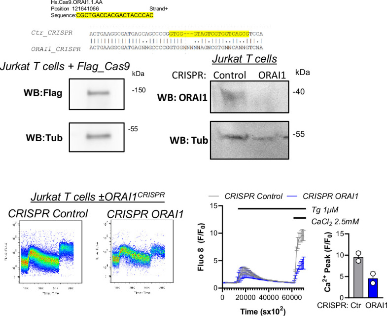 Figure 5—figure supplement 1.