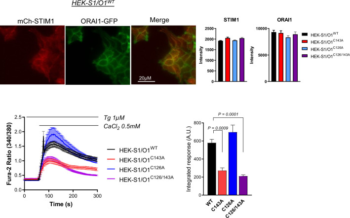 Figure 1—figure supplement 2.