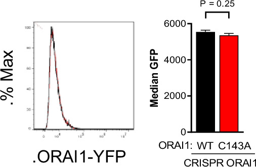 Figure 5—figure supplement 2.