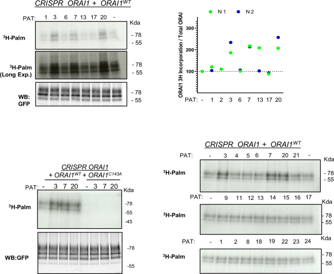 Figure 5—figure supplement 4.