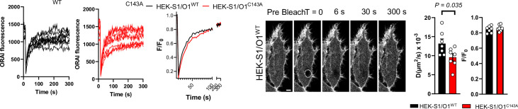 Figure 3—figure supplement 3.