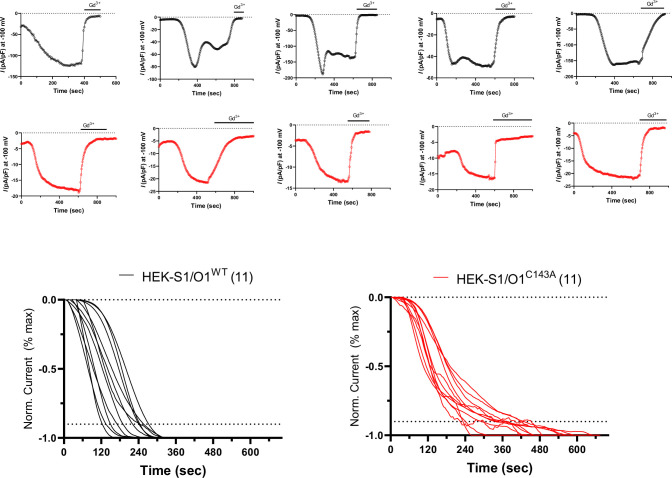 Figure 2—figure supplement 1.