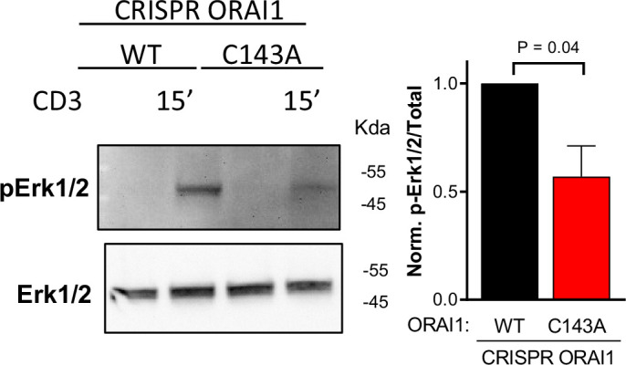 Figure 6—figure supplement 3.