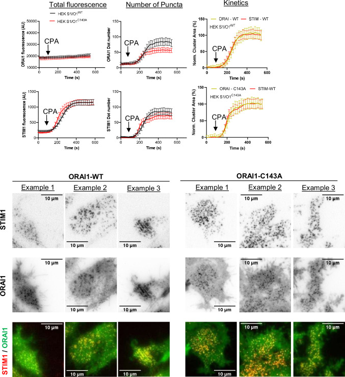 Figure 3—figure supplement 2.