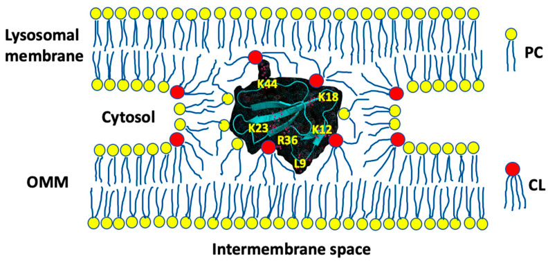 Figure 12