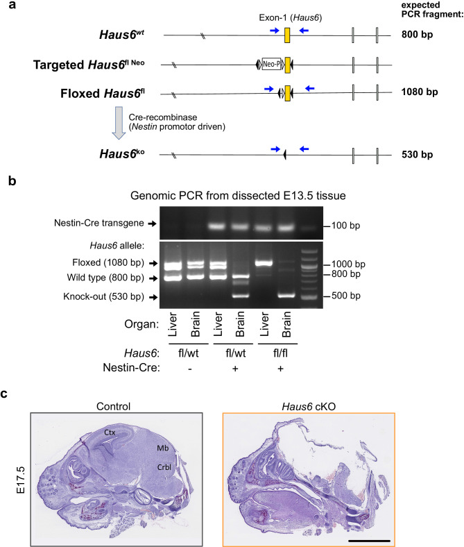 Figure 1—figure supplement 1.