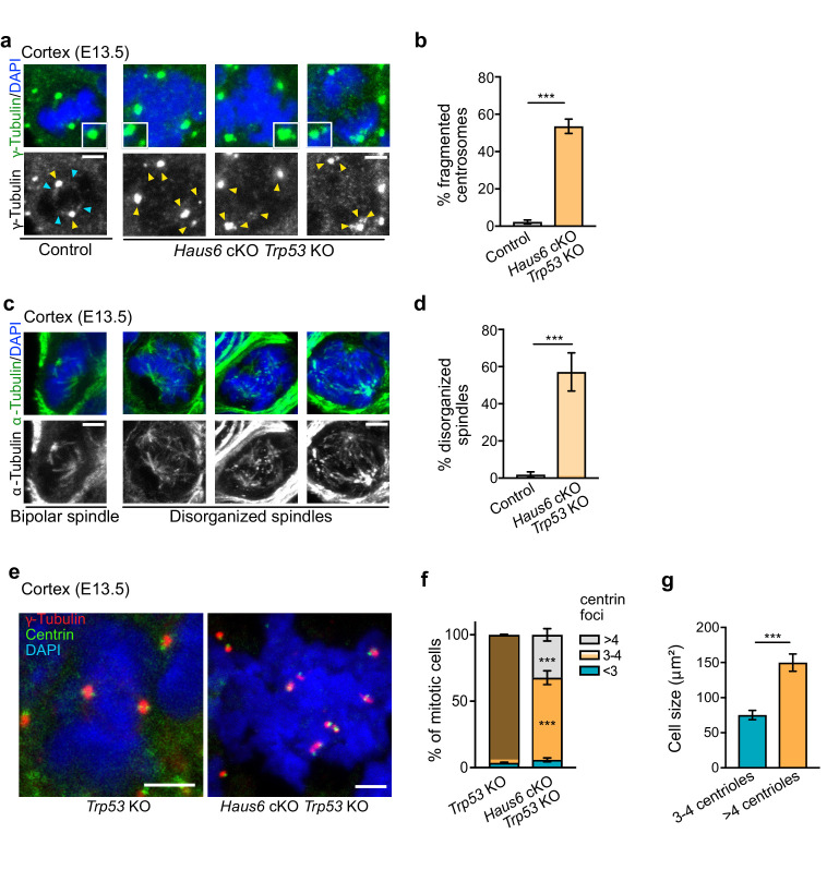 Figure 4—figure supplement 1.