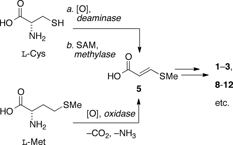 Scheme 2.