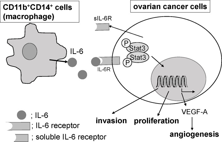 Fig 7