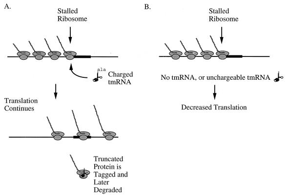 FIG. 7