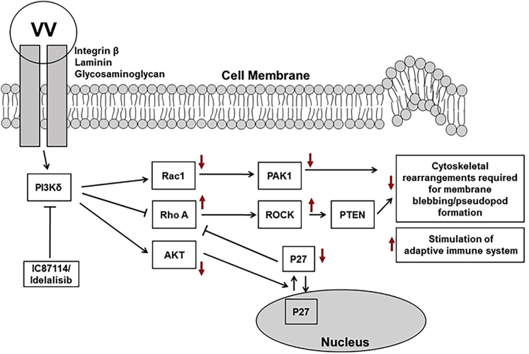 Figure 7