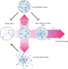 Figure 5. Therapies targeting condensates. The prevalence of cancer genes that form condensates presents an opportunity to develop new classes of therapeutics that modulate the phase separation of their targets. New drugs might be made to disrupt or prevent specific molecules from forming liquid droplets (bottom arrow), while others might stabilize the liquid droplet, blocking its dissolution or maturation into solid-phase MLOs.