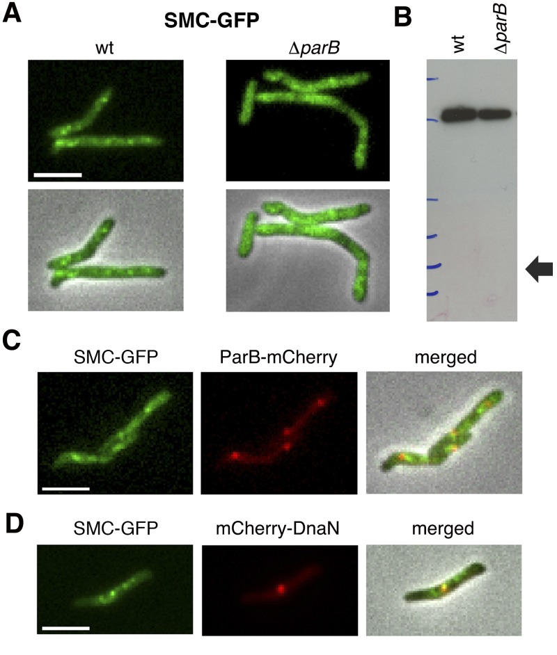 FIG 6 