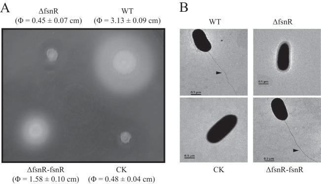 FIG 5