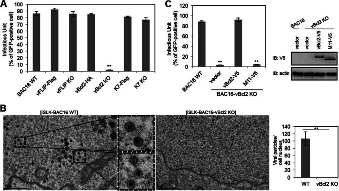 FIG 2