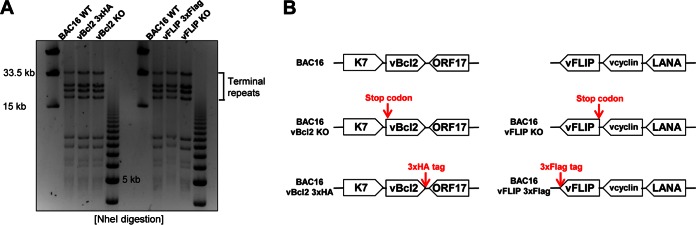 FIG 1