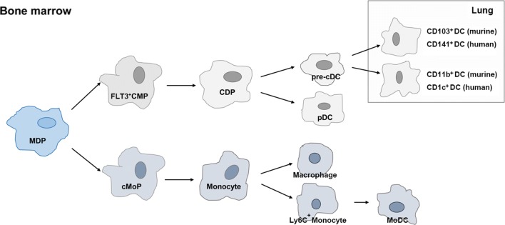 Fig. 1