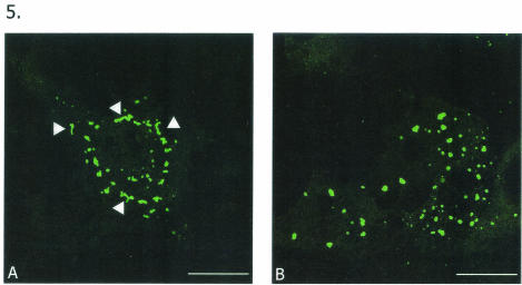 FIG. 5.