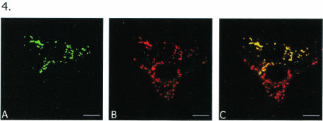 FIG. 4.