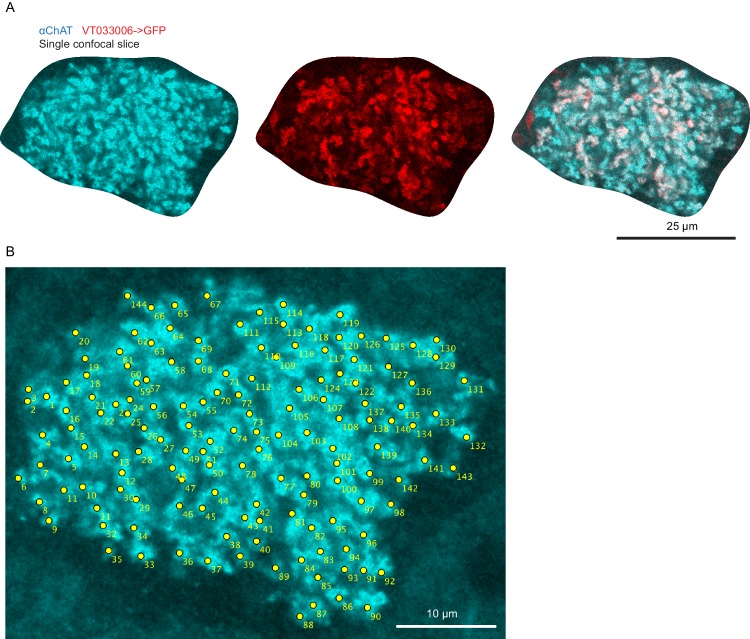 Figure 1—figure supplement 2.