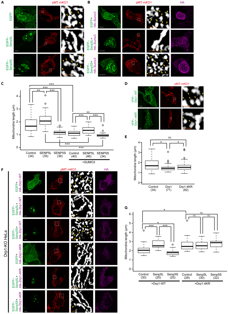 Figure 3