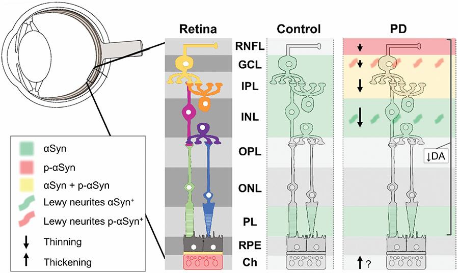 Fig 1.