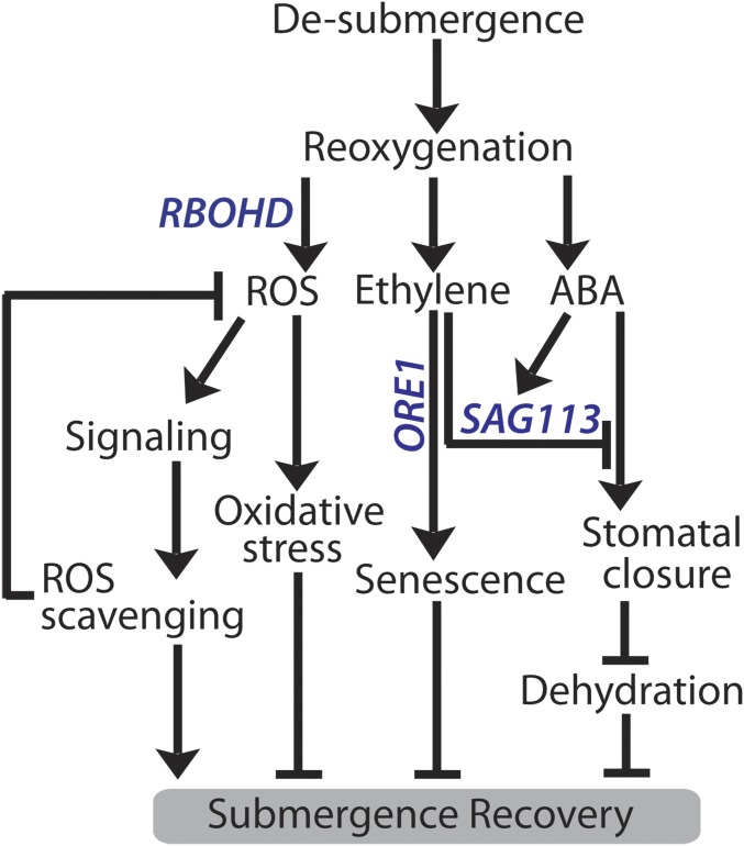 Fig. 8.