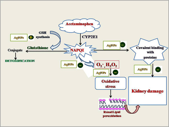 Graphical Abstract