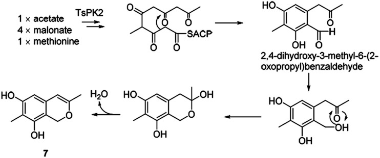 Scheme 8